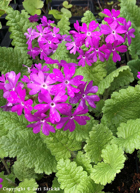 Primula sieboldii luhtaesikko